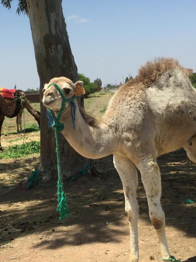 Riad Le Marrakech Berrima Marrakesh Eksteriør billede